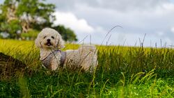 dog in grass