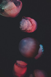 colorful jellyfish