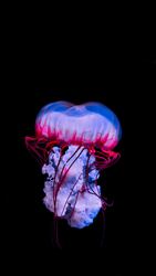 purple jellyfish