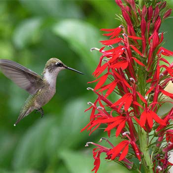 cardinal flower