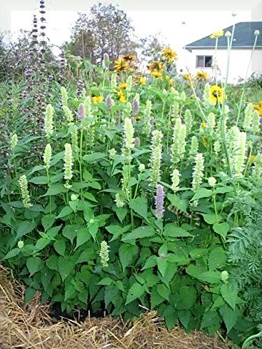 yellow giant hyssop