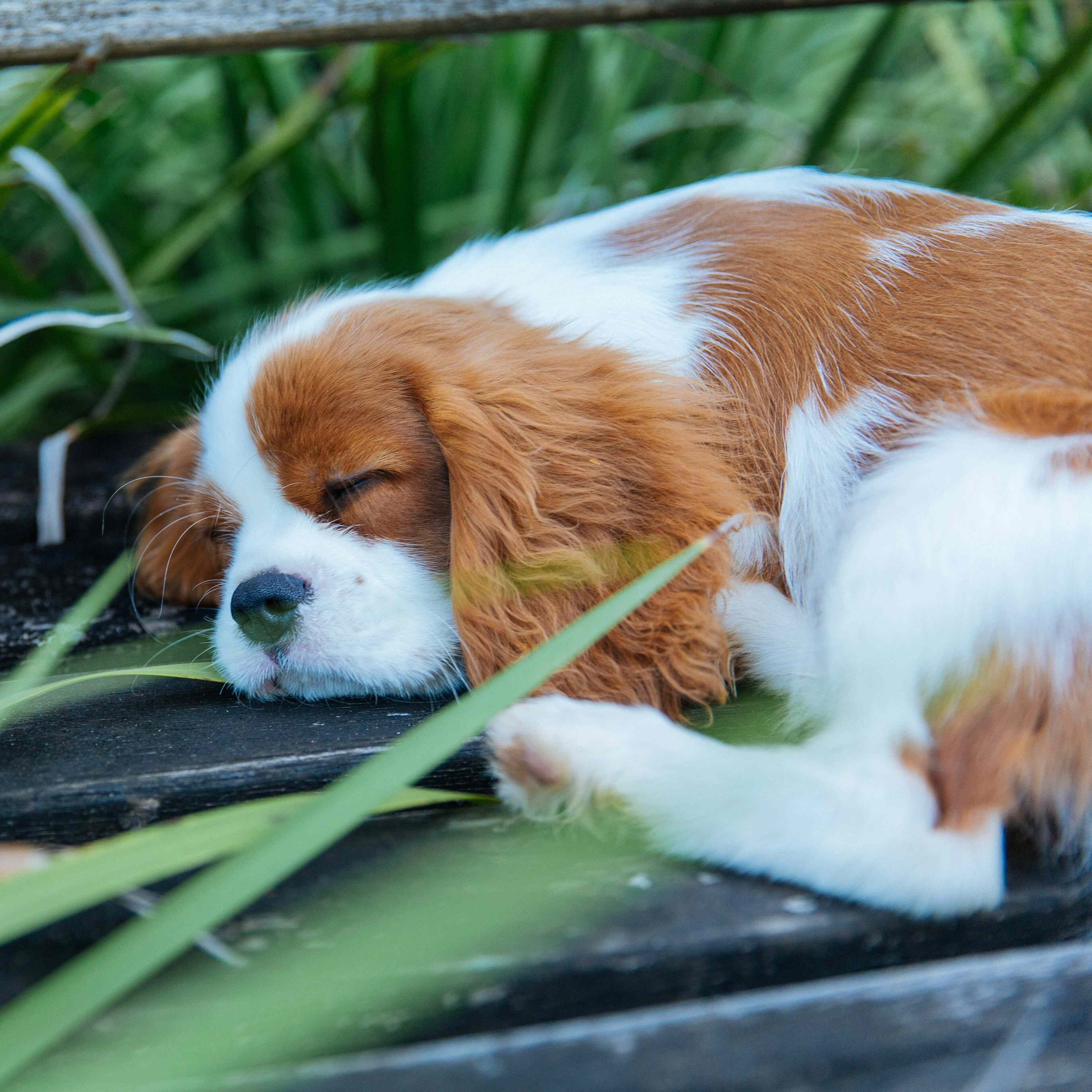 up-close picture of the tide coming in